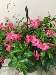 Hanging Mandevilla  In Louisville, KY, In Kentucky, Schmitt's Florist
