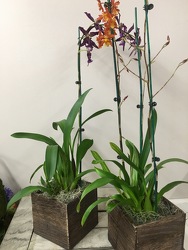 Blooming Orchid Plants  In Louisville, KY, In Kentucky, Schmitt's Florist