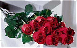 One Dozen Roses Gift Boxed In Louisville, KY, In Kentucky, Schmitt's Florist