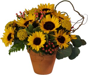 Abundant Sunflowers In Louisville, KY, In Kentucky, Schmitt's Florist