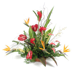 Tropical Paradise In Louisville, KY, In Kentucky, Schmitt's Florist