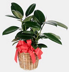 Ficus Burgundy In Louisville, KY, In Kentucky, Schmitt's Florist