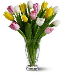 15 Mixed Tulip In Louisville, KY, In Kentucky, Schmitt's Florist