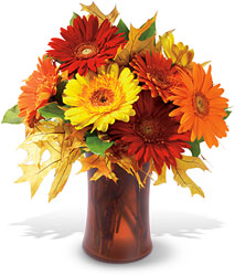 Autumn Gerberas In Louisville, KY, In Kentucky, Schmitt's Florist