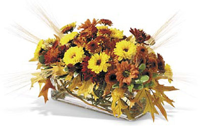 Autumn Fields In Louisville, KY, In Kentucky, Schmitt's Florist