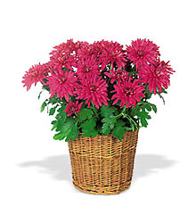 Purple Chrysanthemum In Louisville, KY, In Kentucky, Schmitt's Florist