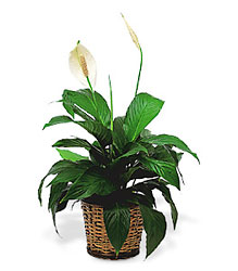 Small Spathiphyllum Plant In Louisville, KY, In Kentucky, Schmitt's Florist
