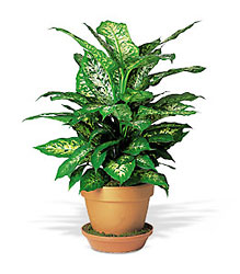 Dieffenbachia In Louisville, KY, In Kentucky, Schmitt's Florist