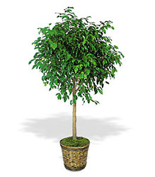 Ficus Tree In Louisville, KY, In Kentucky, Schmitt's Florist