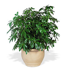 Arboricola In Louisville, KY, In Kentucky, Schmitt's Florist