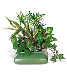 Small Garden Dish In Louisville, KY, In Kentucky, Schmitt's Florist