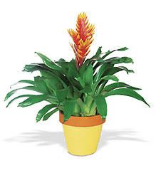 Exotic Bromeliad In Louisville, KY, In Kentucky, Schmitt's Florist