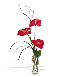 The Simplicty of Anthuriums In Louisville, KY, In Kentucky, Schmitt's Florist