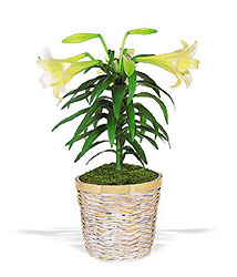 Easter Lily Plant In Louisville, KY, In Kentucky, Schmitt's Florist